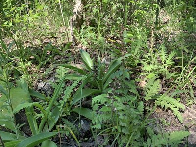 Pedicularis canadensis, photographed by Cazody