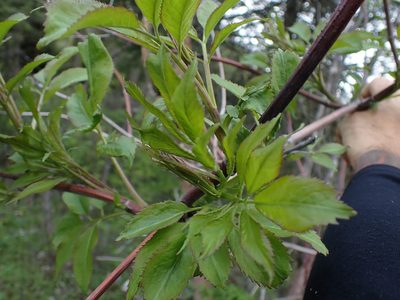 Sambucus cerulea, photographed by Shane Johnson