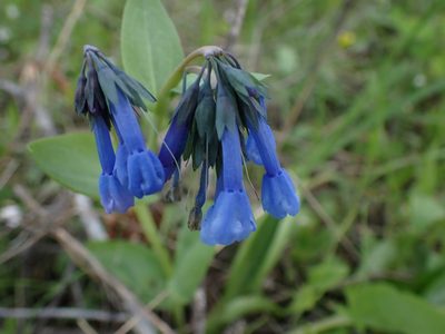 Mertensia longiflora, photographed by Shane Johnson