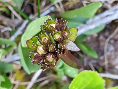 Nephrophyllidium crista-galli, photographed by Alexandria 'Alex' Wenninger