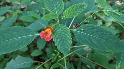 Impatiens capensis, photographed by Joseph Aubert
