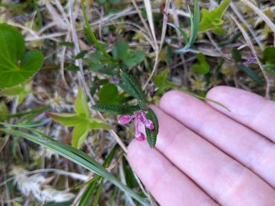 Andromeda polifolia, photographed by Alexandria 'Alex' Wenninger