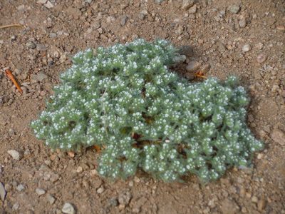 Greeneocharis circumscissa, photographed by Jim Dreier