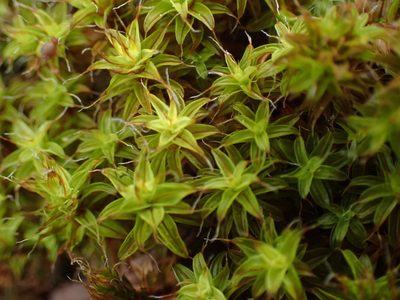 Syntrichia ruralis, photographed by Shane Johnson