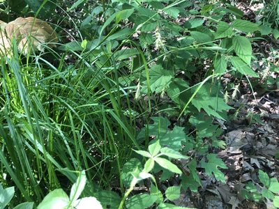 Carex sprengelii, photographed by Mike B
