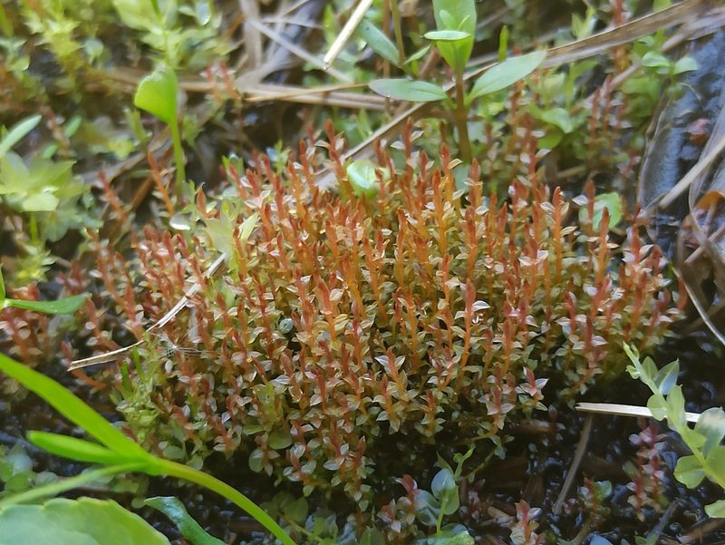 Ptychostomum weigelii, photographed by Игорь Васильев