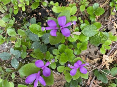 Polygaloides paucifolia, photographed by Margaret Northfield