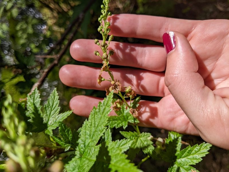 Ribes bracteosum, photographed by Alexandria 'Alex' Wenninger