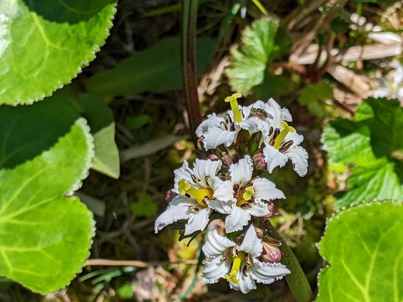 Nephrophyllidium crista-galli, photographed by Alexandria 'Alex' Wenninger