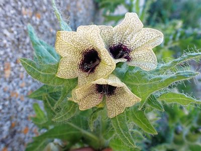 Hyoscyamus niger, photographed by Donald Davesne