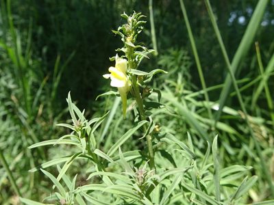 Linaria vulgaris, photographed by Thomas Koffel