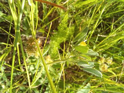 Medicago minima, photographed by Гущина Ангелина Викторовна