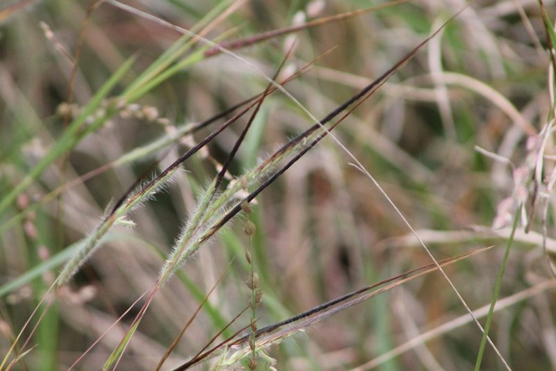 Heteropogon contortus, photographed by Ryan Donnelly