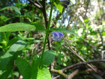Scutellaria galericulata, photographed by Thomas Koffel