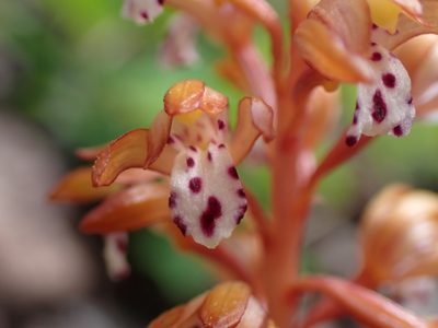 Corallorhiza maculata, photographed by Randal