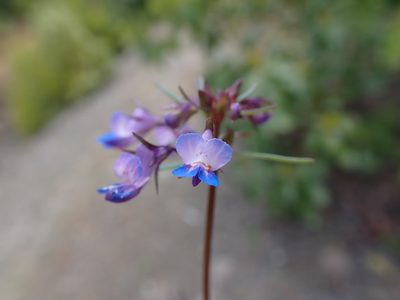 Collinsia grandiflora, photographed by Randal