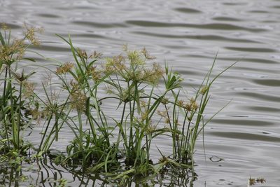 Cyperus distans