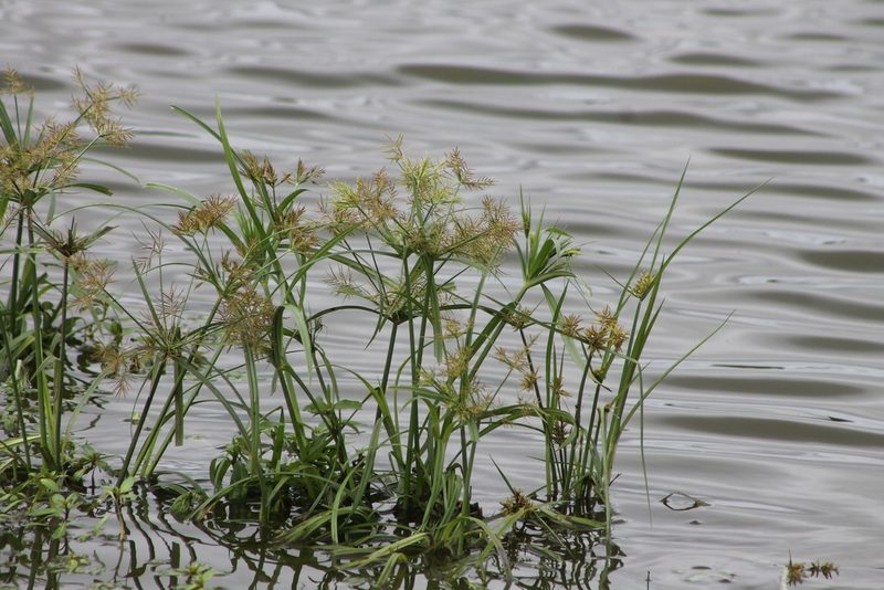 Cyperus distans, photographed by Ryan Donnelly