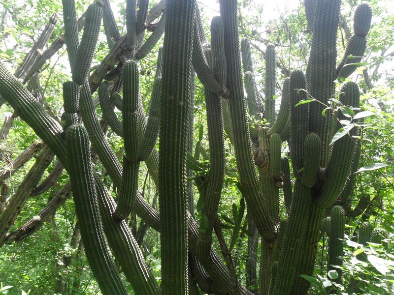 Cephalocereus scoparius, photographed by Tereso Hernández Morales