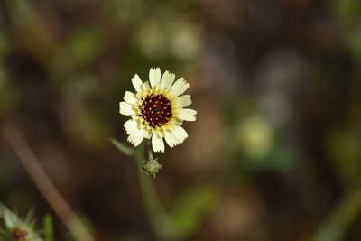 Tolpis barbata, photographed by Jacqueline Jeanne