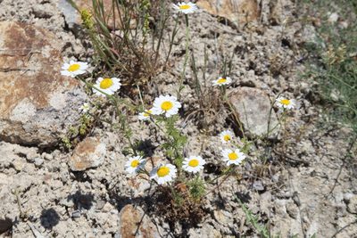 Cota austriaca, photographed by Edmundas Greimas