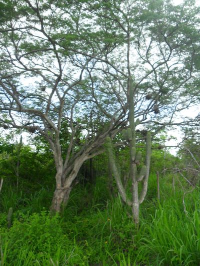Cephalocereus scoparius, photographed by Tereso Hernández Morales