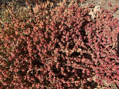 Mesembryanthemum nodiflorum