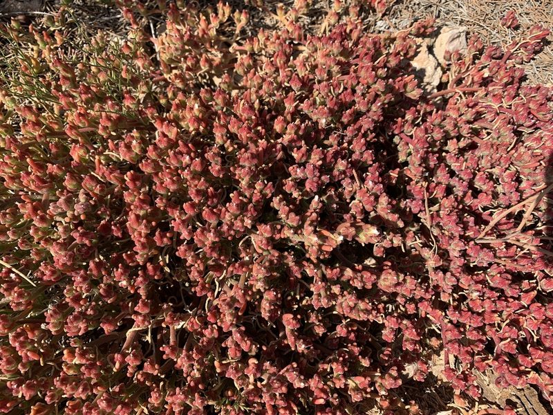 Mesembryanthemum nodiflorum, photographed by pavlaki1968