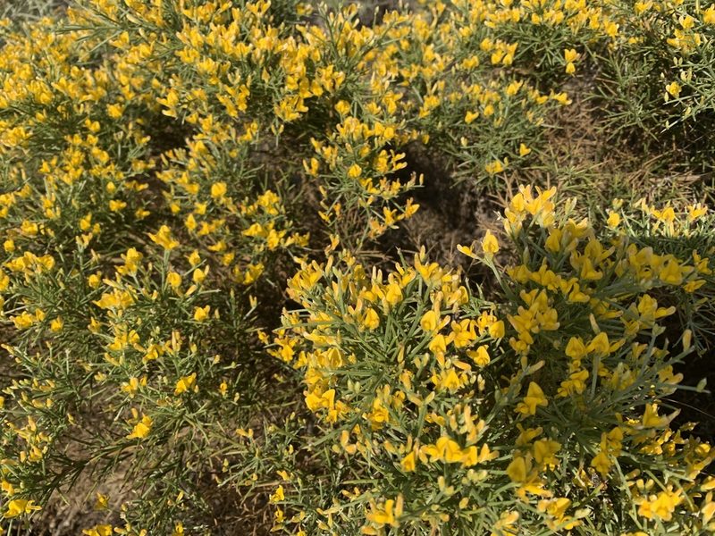 Genista acanthoclada, photographed by pavlaki1968