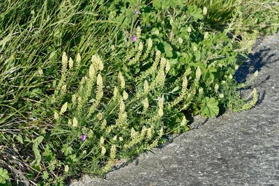 Reseda lutea, photographed by Donald Davesne