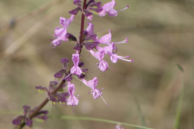 Syncolostemon canescens, photographed by Ryan Donnelly