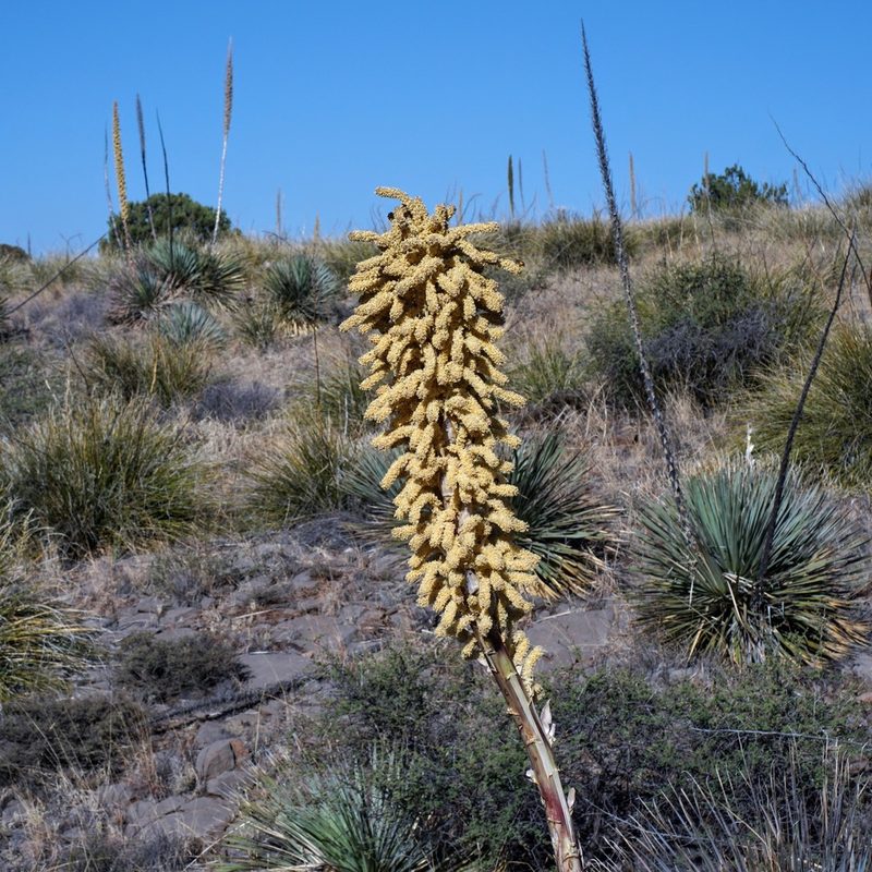 Dasylirion wheeleri, photographed by Andrew Tree