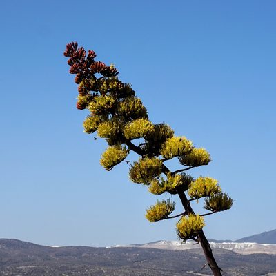 Agave parryi, photographed by Andrew Tree