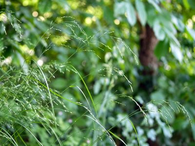 Poa nemoralis, photographed by Wolfgang Jauch