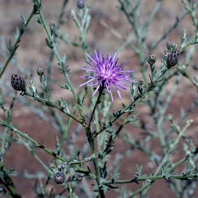 Centaurea stoebe, photographed by Andrew Tree