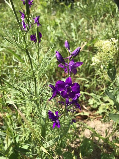 Delphinium hispanicum, photographed by Felix Seebauer