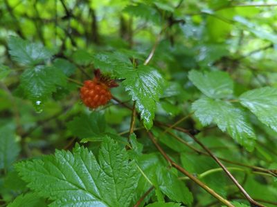 Rubus spectabilis, photographed by Scott Wegner