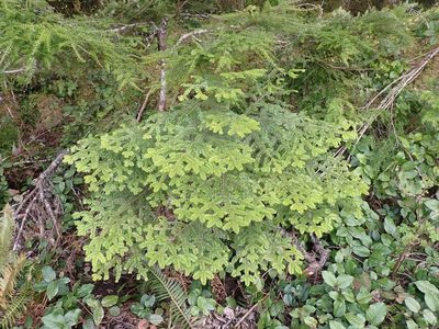 Abies amabilis