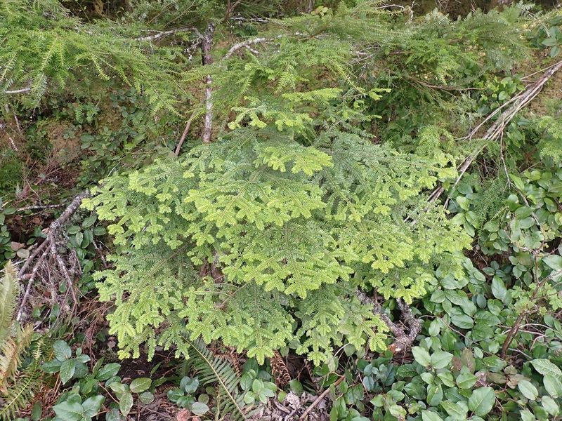 Abies amabilis, photographed by giantcicada