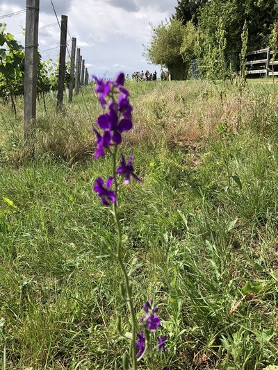 Delphinium hispanicum, photographed by Felix Seebauer