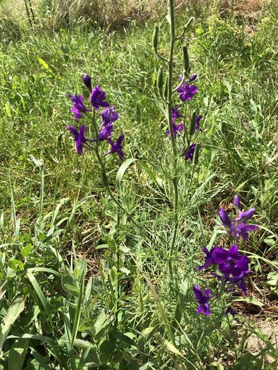 Delphinium hispanicum, photographed by Felix Seebauer