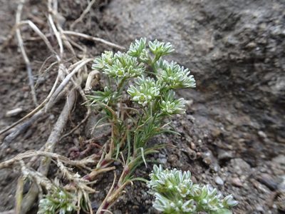Scleranthus perennis, photographed by Thomas Koffel