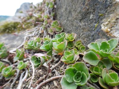 Phedimus spurius, photographed by Thomas Koffel