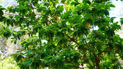 Arbutus menziesii, photographed by Michael Warner