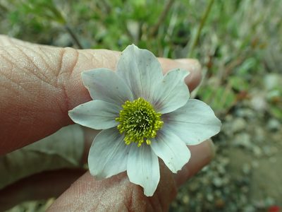 Anemone drummondii, photographed by James H. Thomas