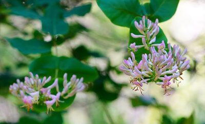 Lonicera hispidula, photographed by Michael Warner