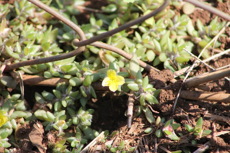 Portulaca quadrifida, photographed by Ryan Donnelly