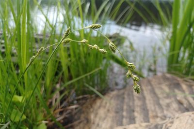 Carex canescens