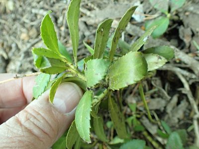 Chimaphila umbellata, photographed by James H. Thomas