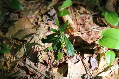 Chimaphila umbellata, photographed by Steven Lamonde